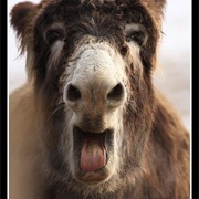 Donkey