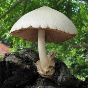 Silky Volvariella (Volvariella Bombycina)