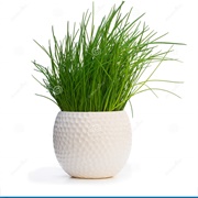 Chives