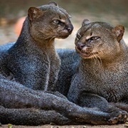 Jaguarundi