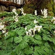 Davey Woods State Nature Preserve