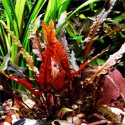 Cryptocoryne Wentii Red