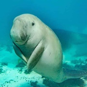 Dugong