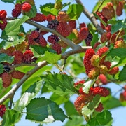 Black Mulberry (Morus Nigra)