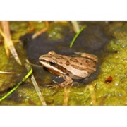 Ornate Chorus Frog