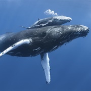 See a Whale in Its Habitat