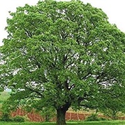 White Oak
