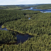 Visit a Boreal Forest