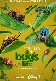 A Real Bug&#39;s Life (2024)