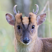Muntjac Deer