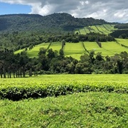 Kericho, Kenya