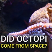 Octopus (Alien)