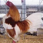 Red Pyle OEG Bantam