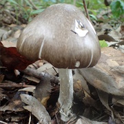 Mangin's False Death Cap (Amanita Manginiana)