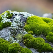How Moss Works