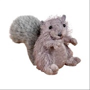 Gray Squirrel