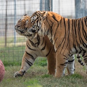 Turpentine Creek Wildlife Refuge