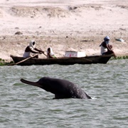 Ganges River Dolphin