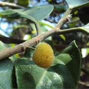 Sampang (Artocarpus Gomezianus)