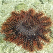 Crown of Thorns Star Fish