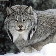 Lynx