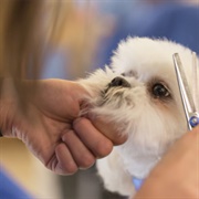 Become a Master Groomer