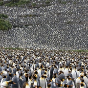 A Colony of Penguins