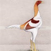 Red Pyle Modern Game