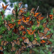 A Rabble of Butterflies