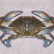 Maryland Blue Crabs