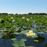 Dupont Marsh State Nature Preserve