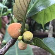 Elephant Jack (Artocarpus Tamaran)