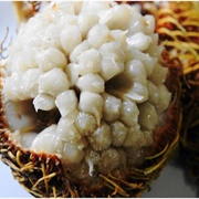 Peluntan (Artocarpus Sericicarpus)