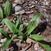 Wild Leeks (All)