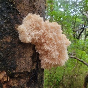 New Zealand's Lion Mane (Hericium Novae-Zealandiae)