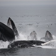 Northeast Canyons and Seamounts Marine, Atlantic Ocean (FWS & NOAA)
