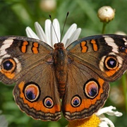 Common Buckeye