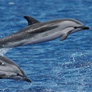 Striped Dolphin