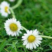 Make Daisy Chain