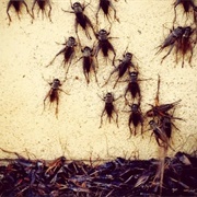 A Concerto of Crickets