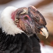 Andean Condor
