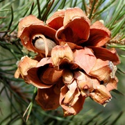 Colorado Pinyon (Pinus Edulis)