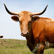 Taurophobia - Fear of Bulls