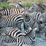 A Zeal of Zebra