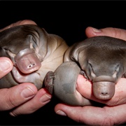 An Impossibility of Platypuses