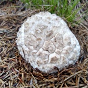 Sculptured Puffball (Calbovista)
