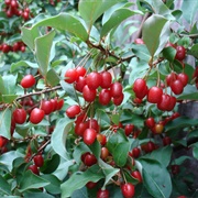 Cherry Elaeagnus (Elaeagnus Multiflora)