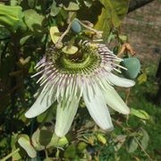 Maracuja Bravo (Passiflora Gibertii)