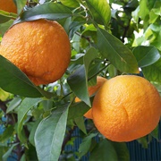 Seville Orange in Seville, Spain