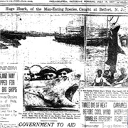 Jersey Shore Shark Attacks of 1916